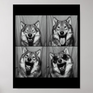 Poster Foto engraçada de lobo com óculos de sol em cabine