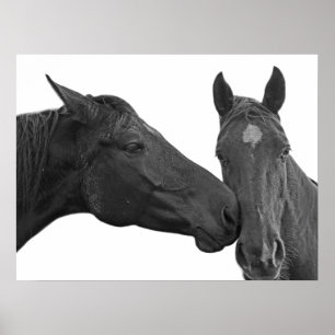 Poster Foto equestre animal do cavalo preto e branco
