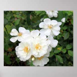 Pôster Foto Floral de bonito Rosas Brancas