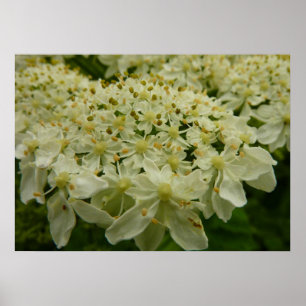 Pôster Foto Floral de Lace Wildflower da rainha Anne