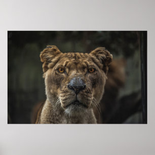 POSTER FOTO FOCAL SELETIVA DO URSO DURANTE O DIA