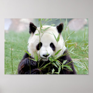 Poster Foto gigante panda, animais 0333.