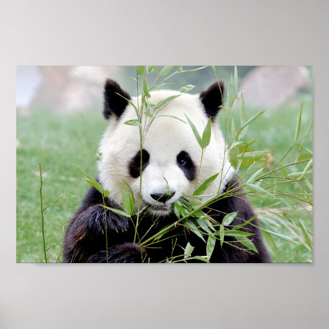 Poster Foto gigante panda, animais 0333. (Frente)