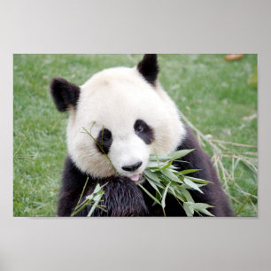 Poster Foto gigante panda, animais 0334.