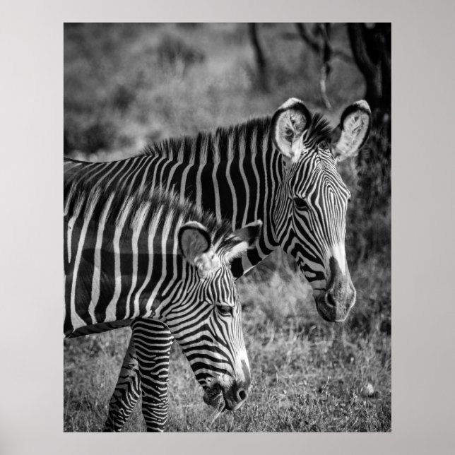 POSTER FOTO GRAYSCALE DE ZEBRAS (Frente)