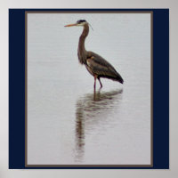 Foto Heron Azul do excelente