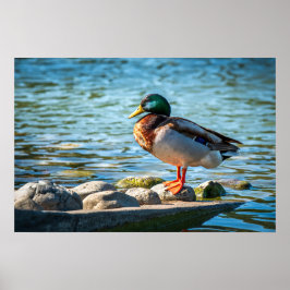 Poster Foto Impressa do Pato-real | Cena do Lago da Vida