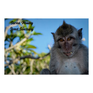 Pôster Foto legal do macaco