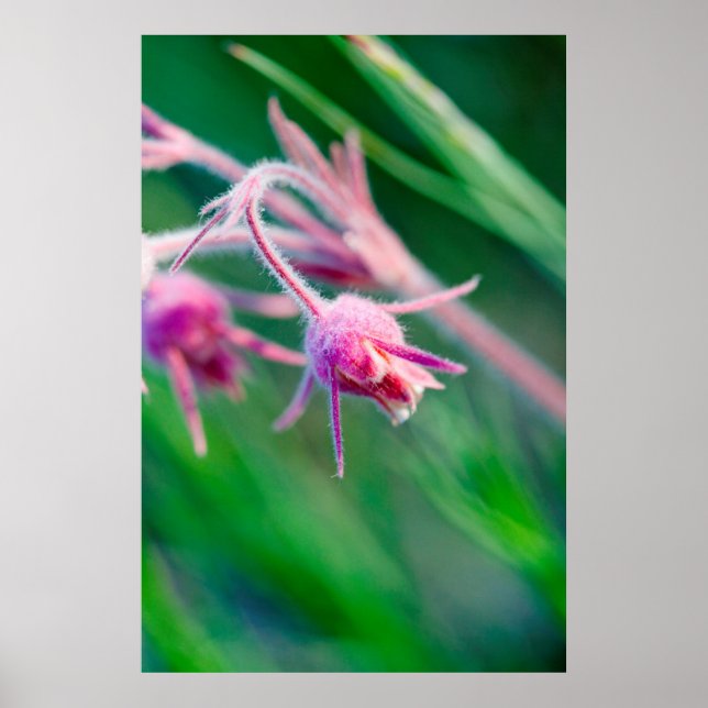Poster Foto macro de flores da pradaria em Montana (Frente)