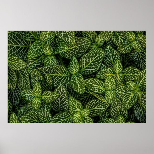 POSTER FOTO MACRO DE PLANTAS DE CABEÇA VERDE (Frente)