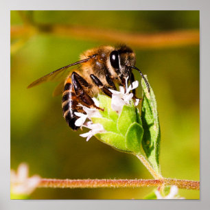 Poster Foto macro de uma abelha de mel