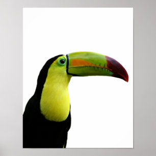 Pôster Foto moderna tropical exótica animal de Toucan