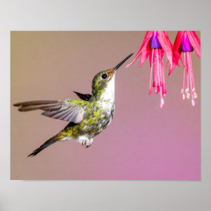 Poster Foto natural de Hummingbird Fuchsia