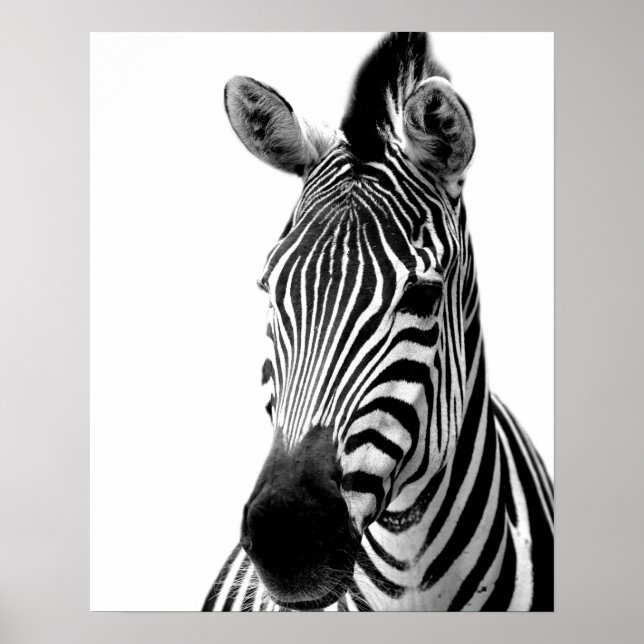 Poster Foto negra e branca de zebra selvagem (Frente)