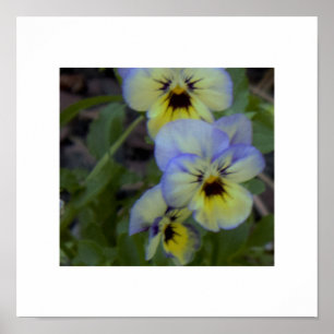 Pôster Foto Pansy Amarelo Roxo