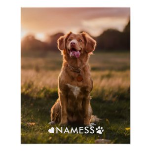 Pôster Foto Personalizada Com O Nome Do Seu Cachorro