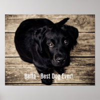 Foto personalizada do cão preto no laboratório e n
