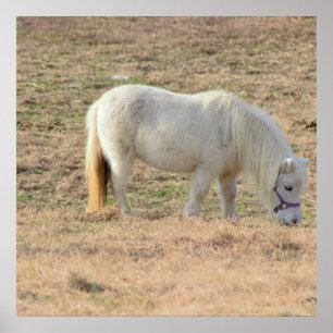 Poster Foto Pony