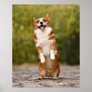 Poster Foto Puppy Feliz de Corgi