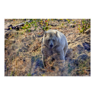Pôster Foto Rare Kermode Bear (Spirit Bear)