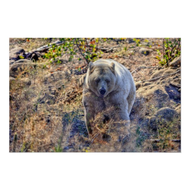 Pôster Foto Rare Kermode Bear (Spirit Bear) (Frente)