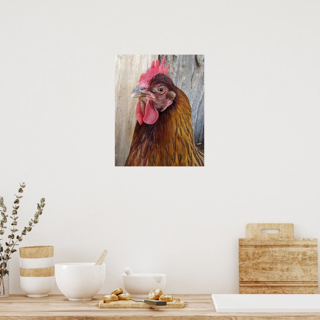 Poster Foto Red Chicken Hen (Cozinha)