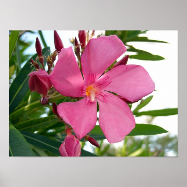 Pôster Foto rosa Oleander (Frente)