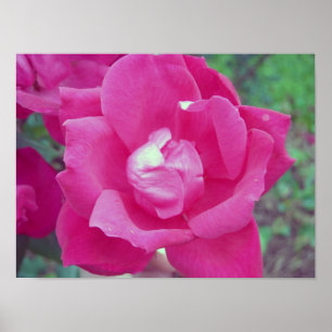 Pôster Foto Rosa Rosa Rosa Escuro