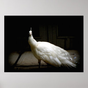 Poster Foto rústica do pássaro branco elegante do vinta