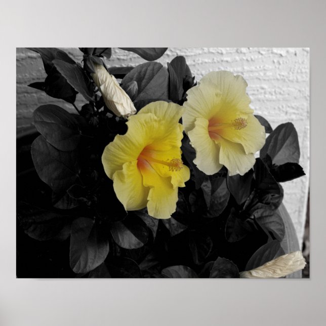 Poster Foto seletiva do Hibiscus Amarelo (Frente)