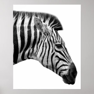 Poster Foto selvagem do animal da selva da zebra preto e
