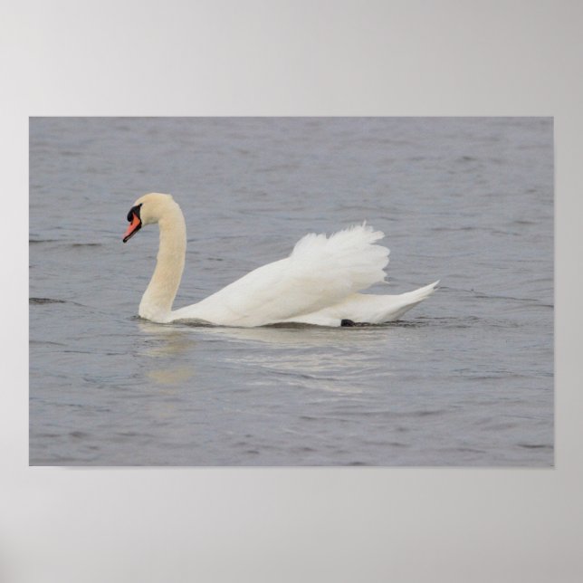 Poster Foto Swan (Frente)
