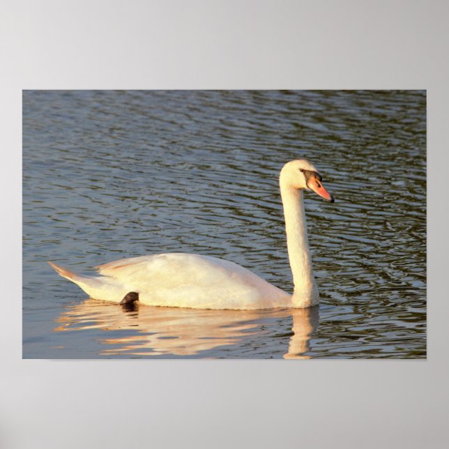 Poster Foto Swan (Frente)