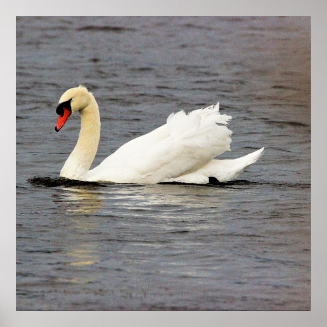 Poster Foto Swan (Frente)
