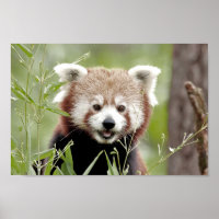 Poster Foto vermelha panda, animais 0510.
