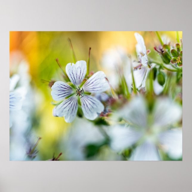 Poster Fotografia Abstrata da Flor de Gerânio Branco da N (Frente)