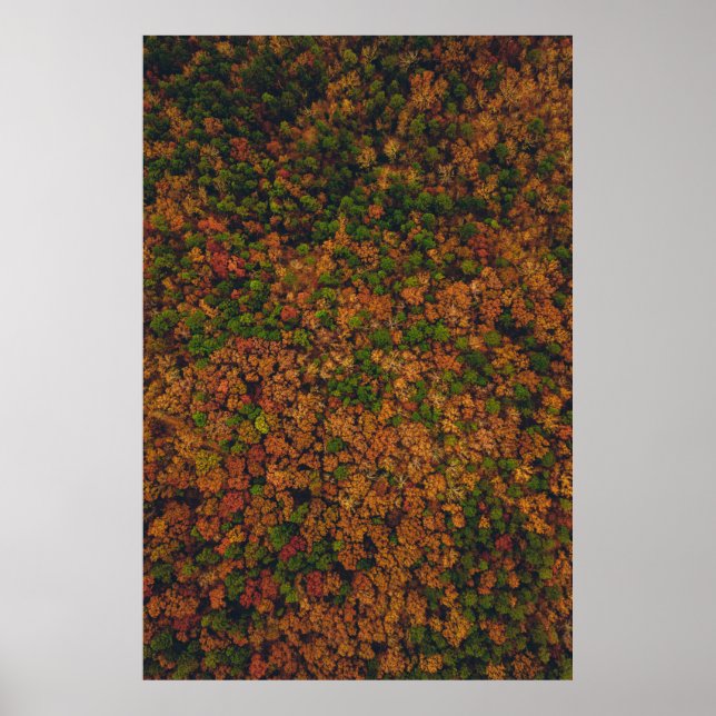 Poster Fotografia aérea da floresta (Frente)