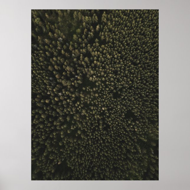 Poster Fotografia aérea de árvores verdes altas (Frente)