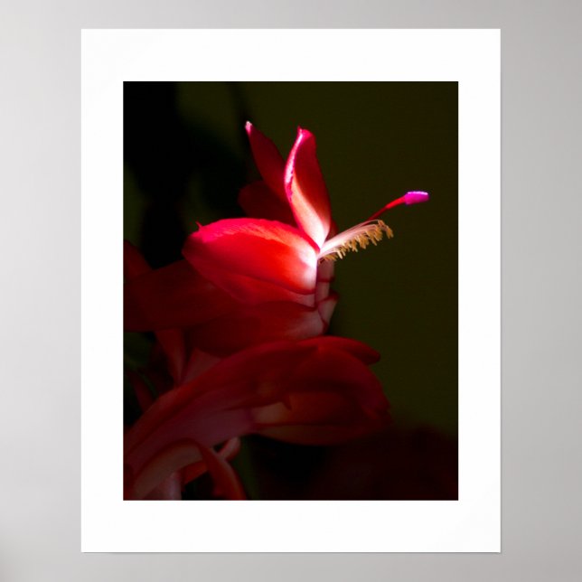 Pôster Fotografia aproximada de flor de cacto de Natal ve (Frente)