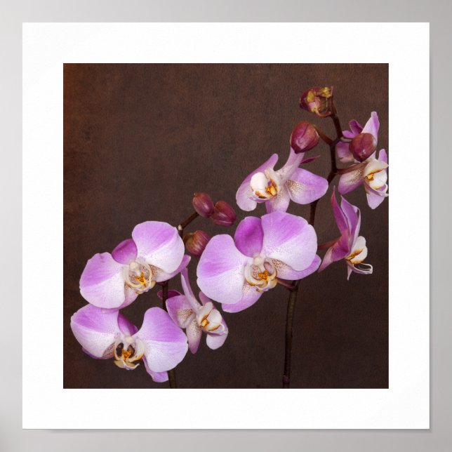 Pôster Fotografia aproximada de orquídea roxa e branca (Frente)