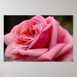 Pôster Fotografia Bonito Floral Rosa Rosa I