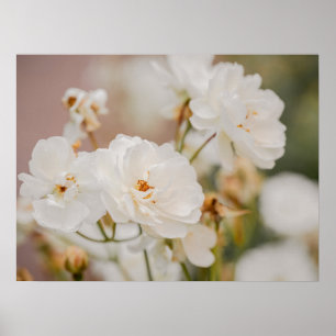 Poster Fotografia Botânica Floral de Rosas Brancas da Nat