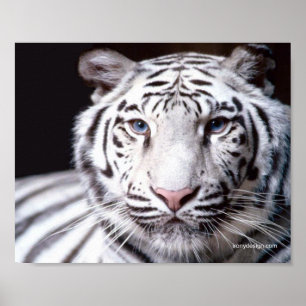 Poster Fotografia branca do tigre de Bengal