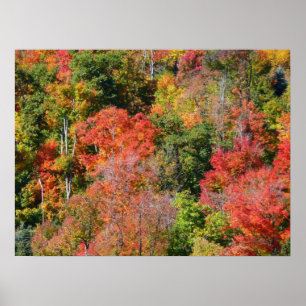 Poster Fotografia Colorida da Natureza no Outono na Encos