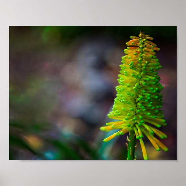 Poster Fotografia colorida das flores psicodélicas (Frente)