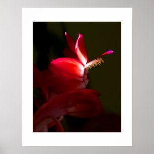 Pôster Fotografia cor-de-rosa do Fim-Acima da flor do