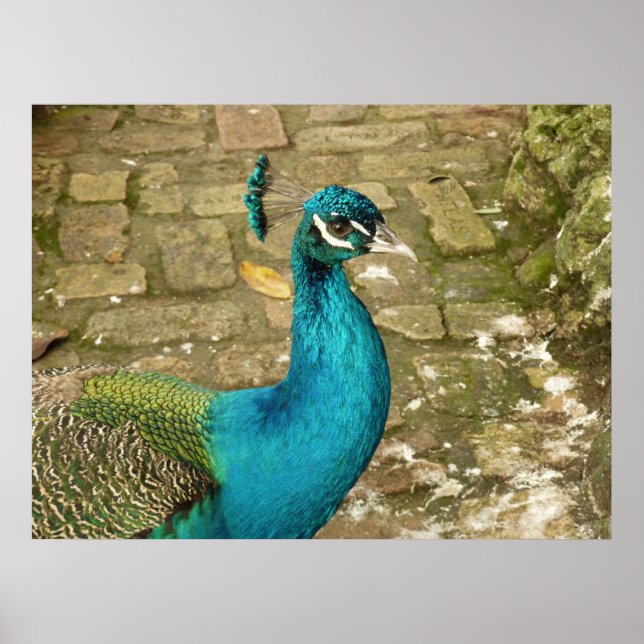 Pôster Fotografia da Bela Natureza do Pavão (Frente)
