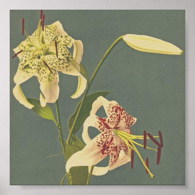 Poster Fotografia da Flor de Vintage (Frente)