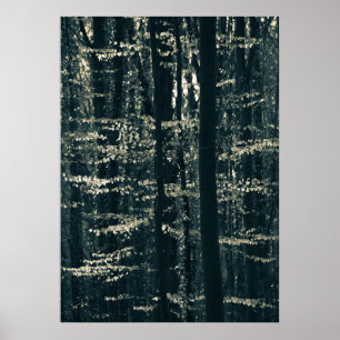 Poster Fotografia da floresta Beech