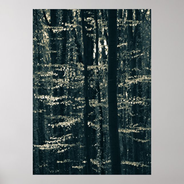 Poster Fotografia da floresta Beech (Frente)